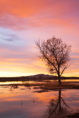 Sunrise yakınındaki uçuş güvertesinde Bosque del Apache Milli Yaban hayatı Sığınağı