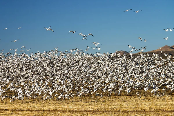 Gansos Nieve Bosque Del Apache National Wildlife Refuge Cerca Socorro — Foto de Stock