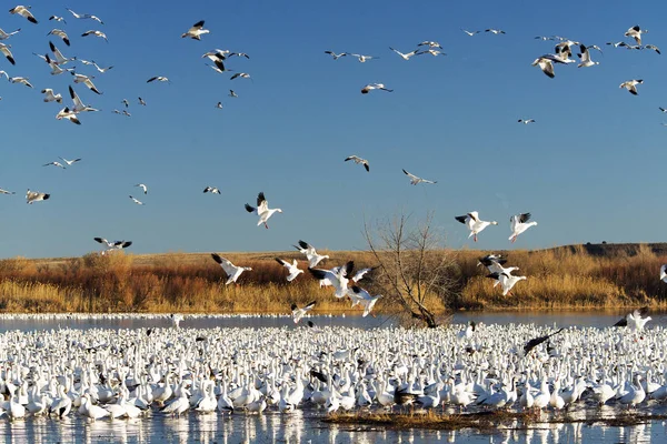 Gansos Nieve Bosque Del Apache National Wildlife Refuge Cerca Socorro — Foto de Stock