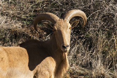 Berberi koyunu New Mexico'daki Carlsbad Milli Parkı