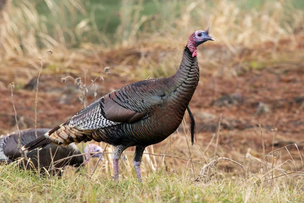 Wild Rio Grande Turkey Bosque Del Apache National Wildlife Refuge — Stock Photo, Image