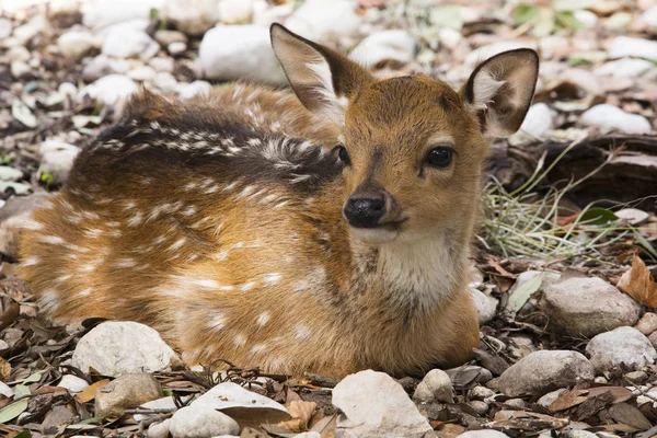 Resting Fallow Deer Garnerstate Park Texas — Stock Photo, Image