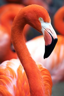 Brownsville, TX Gladys Porter Hayvanat Bahçesi'nde Amerikan Flamingo