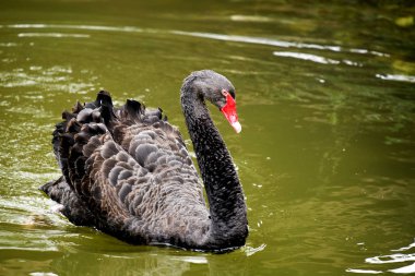 Brownville, Texas Gladys Poeter Hayvanat Bahçesi'nde siyah Swa