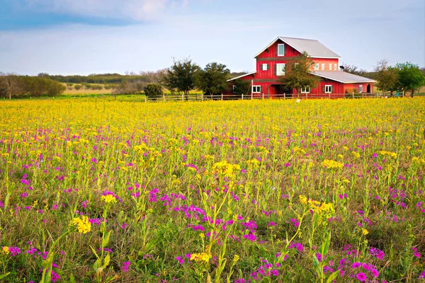 Frühling Wildblumen in Texas Hügelland — Stockfoto