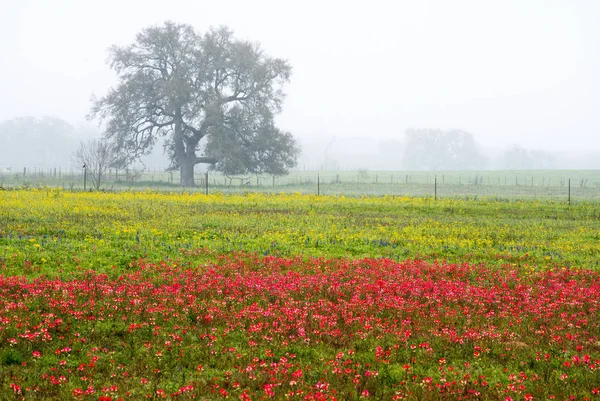 Tavaszi vadvirágok Texas Hill országban — Stock Fotó