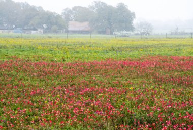 Bahar Texas Hill ülkede kır çiçekleri