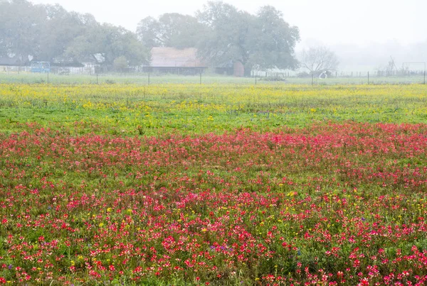 Bahar Texas Hill ülkede kır çiçekleri