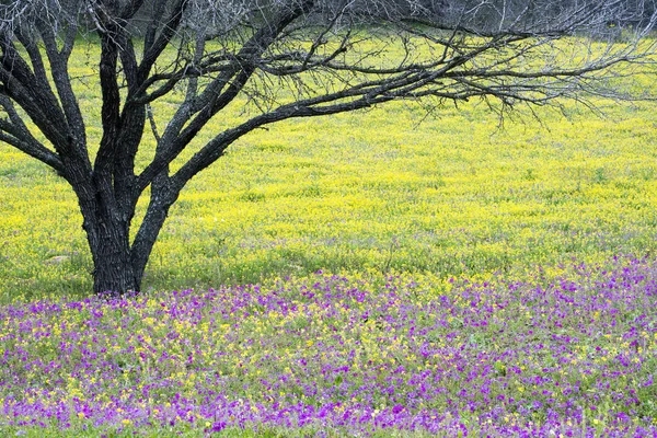 Spring wilde bloemen in Texas Heuvelland — Stockfoto