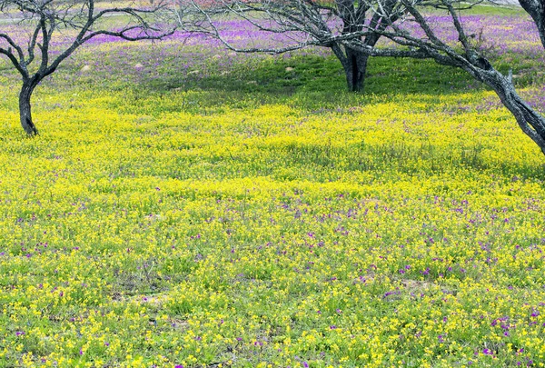 택 사스 언덕 국가 있는 봄 야생화 — 스톡 사진