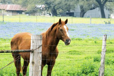 Bahar Bluebonnets ile at