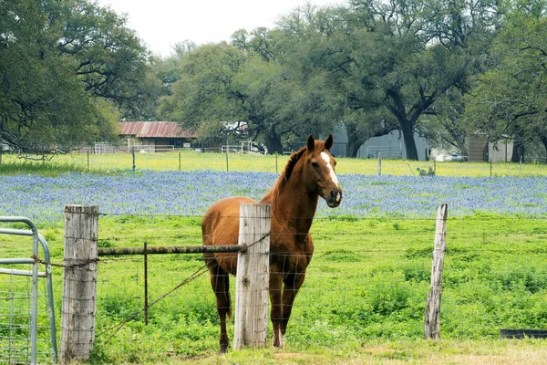 Pferd mit Bluebonnets — Stockfoto