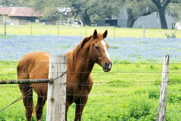 Pferd mit Bluebonnets — Stockfoto