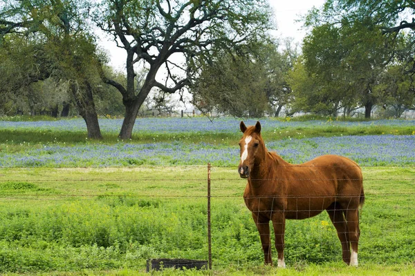 Pferd mit Bluebonnets — Stockfoto