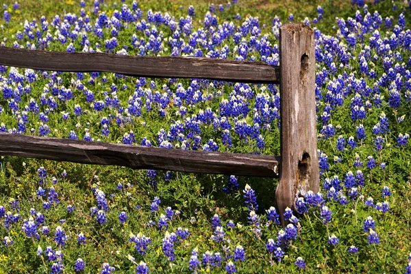 Spring wilde bloemen in Texas Heuvelland — Stockfoto