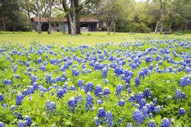 Bluebonnets Texas Hill ülkede