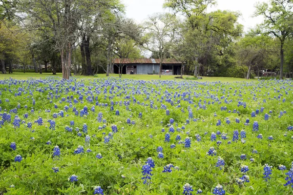 Bluebonnets in Texas Hill Country