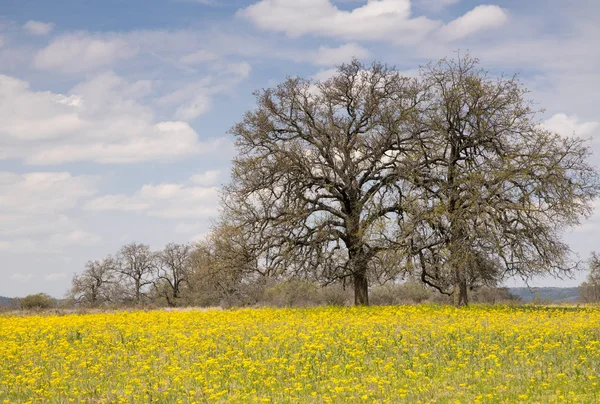Spring wilde bloemen in Texas Heuvelland — Stockfoto