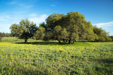 Bahar Texas Hill ülkede kır çiçekleri