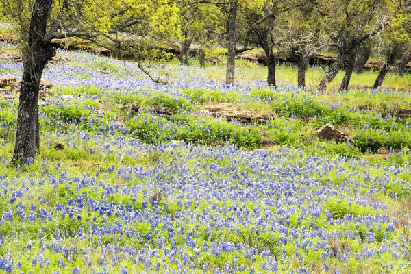 Bluebonnet gevuld weide in de heuvel land Texas — Stockfoto