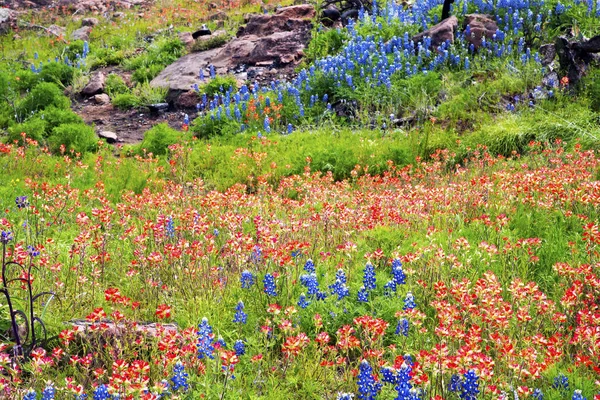 Flores silvestres de primavera en Texas Hill Country —  Fotos de Stock