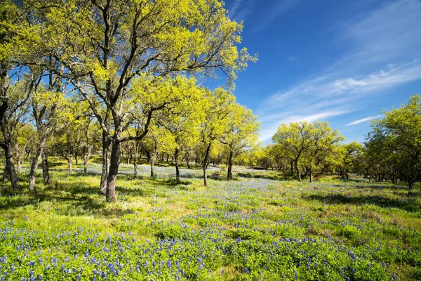 Bluebonnet gefüllte Wiese im Hügelland von Texas — Stockfoto