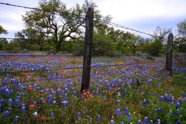 Bahar Texas Hill ülkede kır çiçekleri