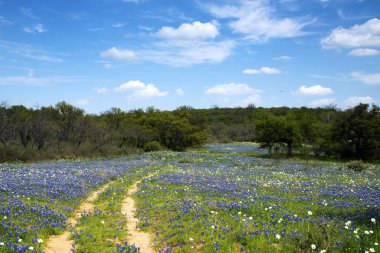 Bluebonnets Texas Hill ülkede