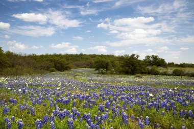 Bluebonnets in Texas Hill Country clipart