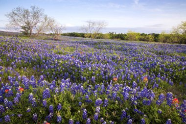 Bluebonnets Texas Hill ülkede