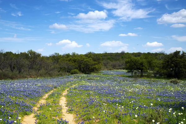 Bluebonnets in Texas Heuvelland — Stockfoto