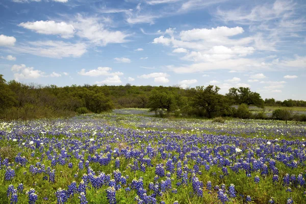 Bluebonnets-Texas-dombvidék — Stock Fotó