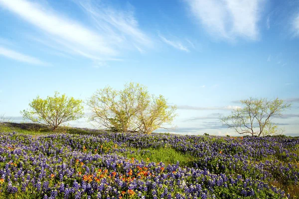 Blaunetze im texanischen Hügelland — Stockfoto