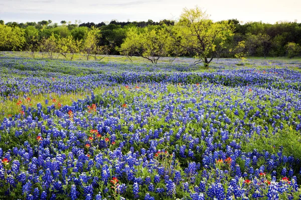 Bluebonnets-Texas-dombvidék — Stock Fotó