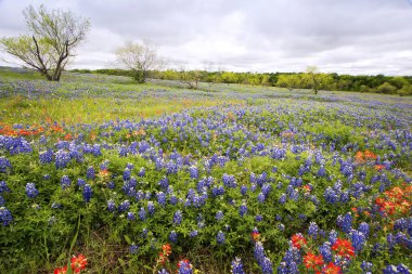 Bluebonnets Yakın Ennis, Teksas