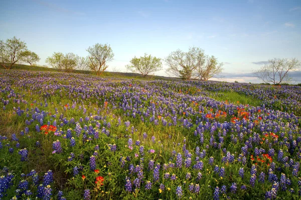Bluebonnets Texas Hill ülkede