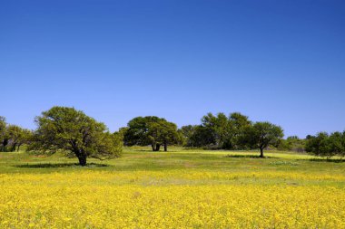 Bahar Texas Hill ülkede kır çiçekleri