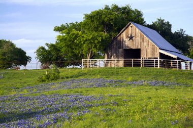 Ahır ve Bluebonnets