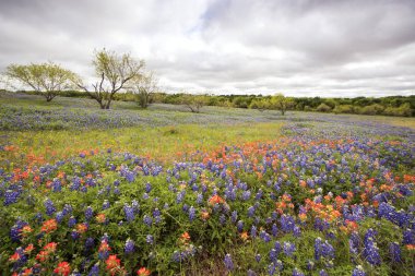 Bahar Texas Hill ülkede kır çiçekleri