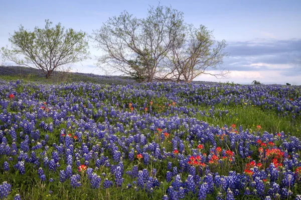 Bluebonnet gefüllte Wiese in der Nähe von ennis, Texas — Stockfoto