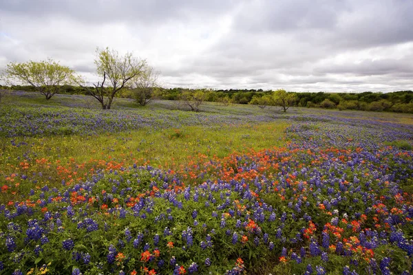 Frühling Wildblumen in Texas Hügelland — Stockfoto