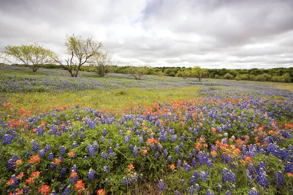 Flores silvestres de primavera em Texas Hill Country — Fotografia de Stock