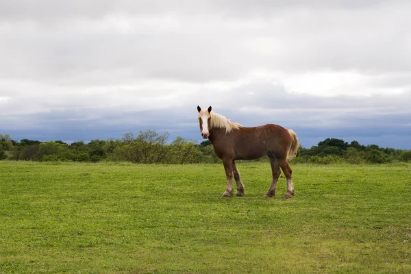 Pferd auf der Weide — Stockfoto