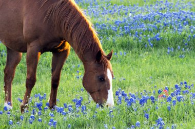 Bahar Bluebonnets ile at