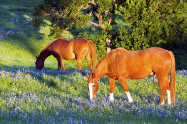 Bahar Bluebonnets ile at