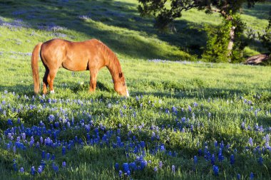 Bahar Bluebonnets ile at