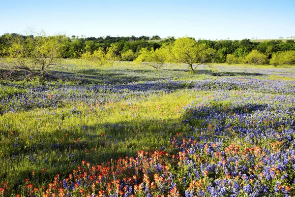 Bluebonnet gevulde weide bij Ennis, Texas — Stockfoto