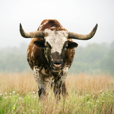 Longhorn boğa