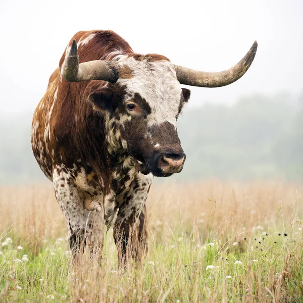 Longhorn Bull — Stockfoto