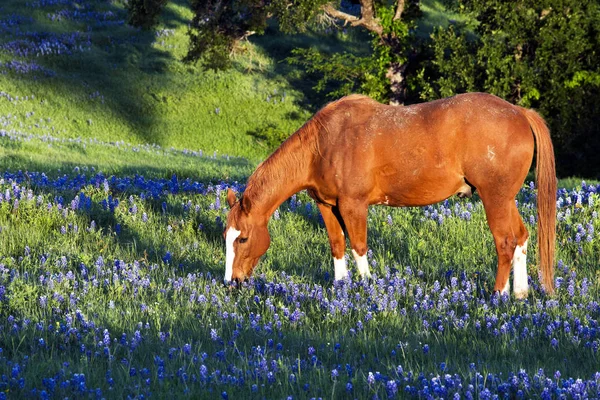 Bahar Bluebonnets ile at — Stok fotoğraf